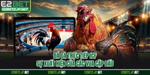 Đá Gà Trực Tiếp ICF - Sự Xuất Hiện Của Các Vua Cặp Đấu