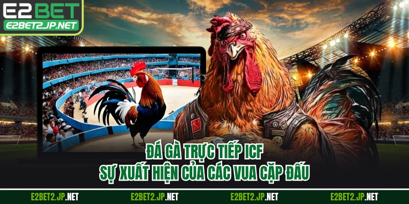 Đá Gà Trực Tiếp ICF - Sự Xuất Hiện Của Các Vua Cặp Đấu
