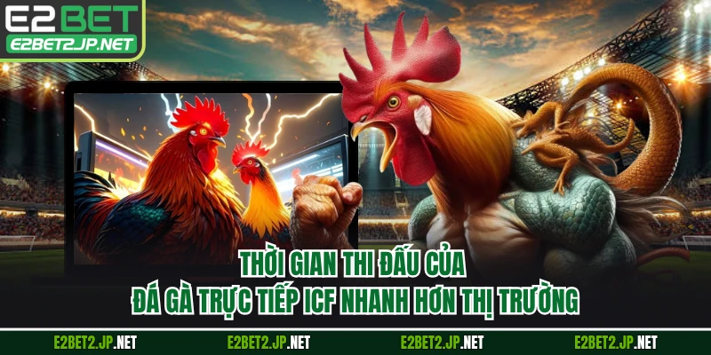 Thời gian thi đấu của đá gà trực tiếp ICF nhanh hơn thị trường